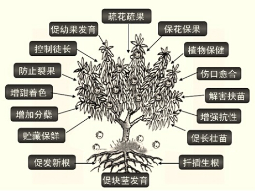 植物生长调节剂概述
