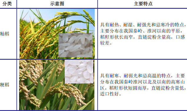 绥粳27水稻品种简介图片