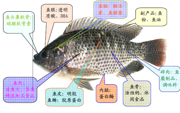鱼刺的分布示意图图片
