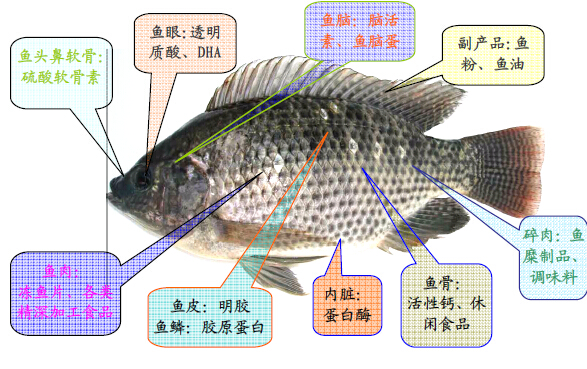 罗非鱼的结构图片